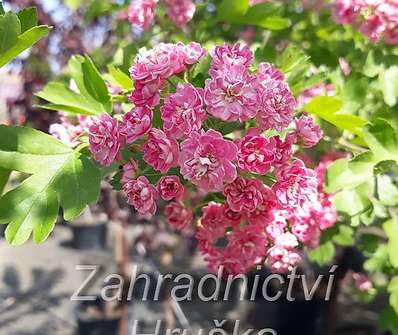 hloh - Crataegus laevigata 'Paul Scarlet'