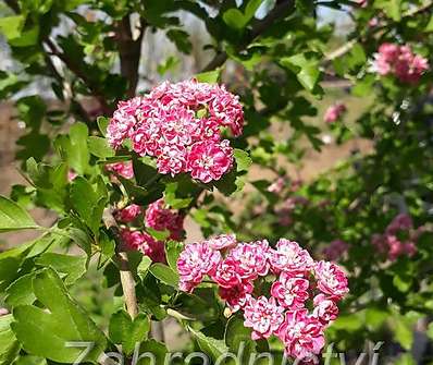hloh - Crataegus laevigata 'Paul Scarlet'