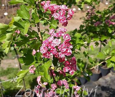 hloh - Crataegus laevigata 'Paul Scarlet'