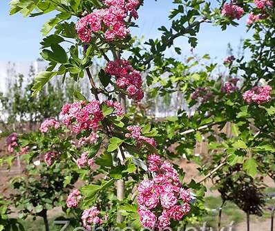 hloh - Crataegus laevigata 'Paul Scarlet'