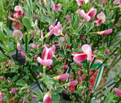 čilimník - Cytisus 'Norman Heny'
