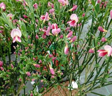 čilimník - Cytisus 'Norman Heny'