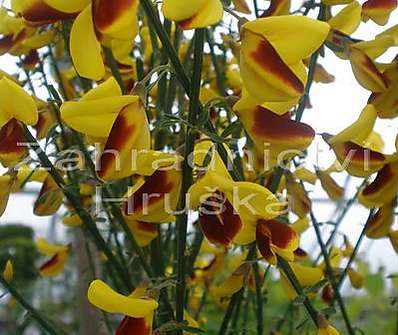 čilimník - Cytisus 'Firefly'.
