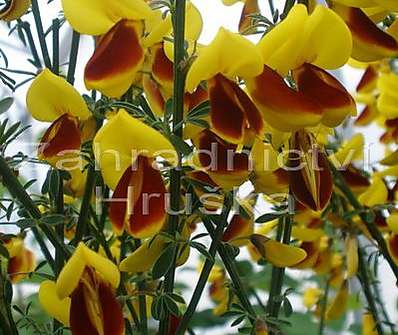čilimník - Cytisus 'Firefly'.