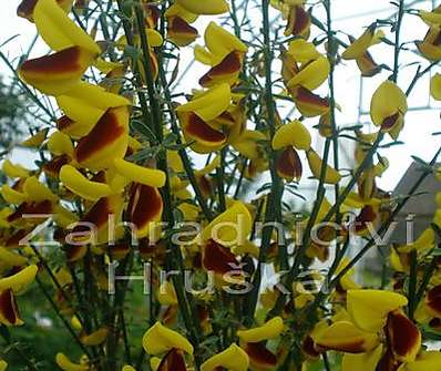 čilimník - Cytisus 'Firefly'.