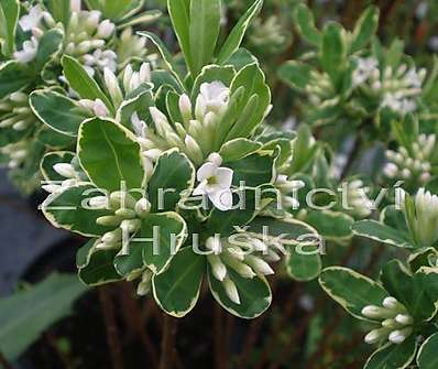 lýkovec - Daphne burkwoodii 'Astrid'