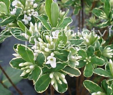 lýkovec - Daphne burkwoodii 'Astrid'