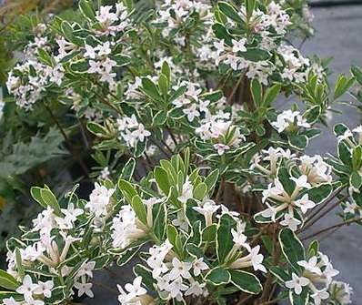 lýkovec - Daphne burkwoodii 'Astrid'