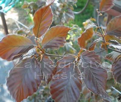 buk - Fagus sylvatica 'Atropunicea'