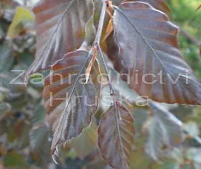 buk - Fagus sylvatica 'Atropunicea'