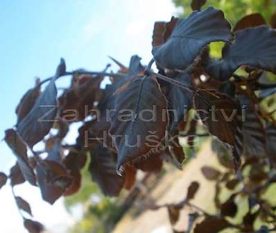 buk - Fagus sylvatica 'Atropunicea'