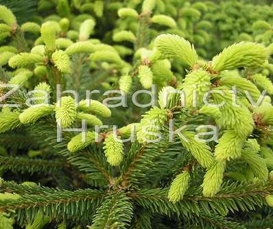 smrk - Picea abies 'Compacta'.