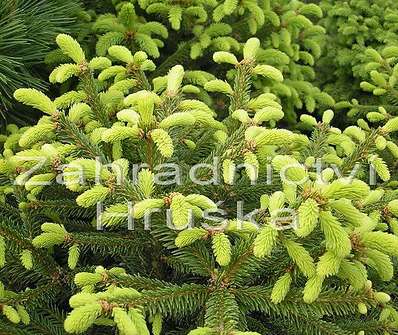 smrk - Picea abies 'Compacta'.