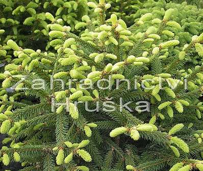 smrk - Picea abies 'Compacta'.