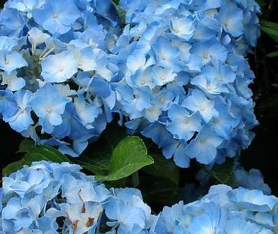 hortenzie - Hydrangea macrophylla 'Bodensee'
