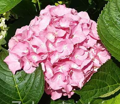 hortenzie - Hydrangea macrophylla 'Masja'