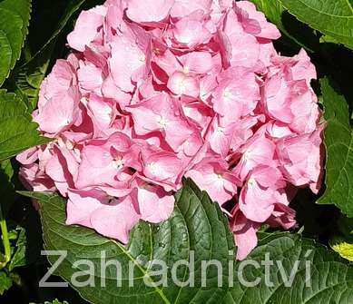 hortenzie - Hydrangea macrophylla 'Masja'