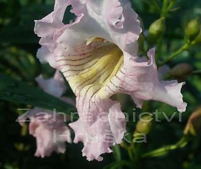 chitalpa - Chitalpa tashkentensis 'Summer Bells'