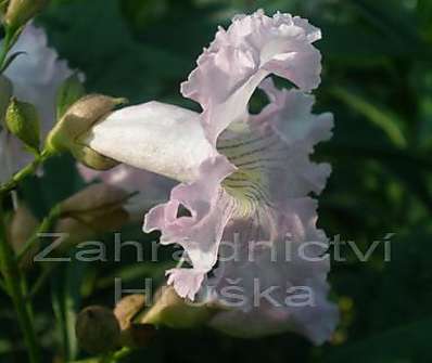 chitalpa - Chitalpa tashkentensis 'Summer Bells'