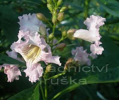 chitalpa - Chitalpa tashkentensis 'Summer Bells'