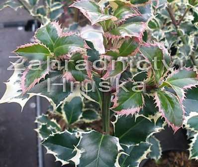 cesmína - Ilex aquifolium 'Silver Queen'