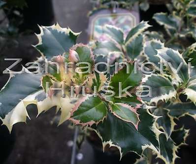 cesmína - Ilex aquifolium 'Silver Queen'