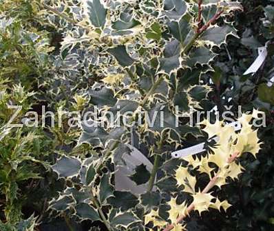 cesmína - Ilex aquifolium 'Silver Queen'