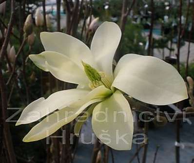 šácholan - Magnolia brookl. 'Yellow Bird'