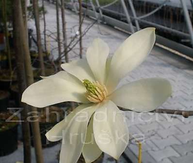 šácholan - Magnolia brookl. 'Yellow Bird'