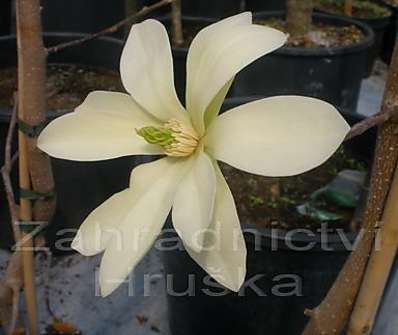 šácholan - Magnolia brookl. 'Yellow Bird'