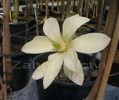 šácholan - Magnolia brookl. 'Yellow Bird'