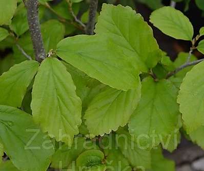 Parotie - Parrotia persica 'Vanessa'