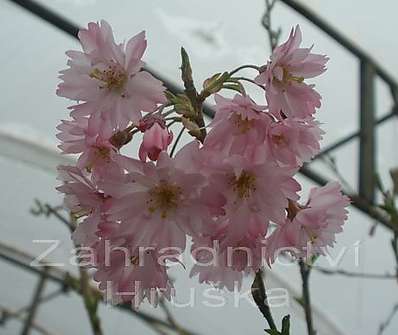 sakura - Prunus subhirtella 'Fukubana'