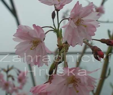 sakura - Prunus subhirtella 'Fukubana'