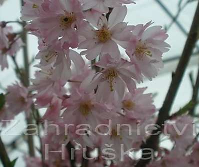 sakura - Prunus subhirtella 'Fukubana'