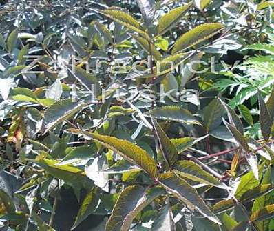 bez - Sambucus nigra 'Thundercloud'