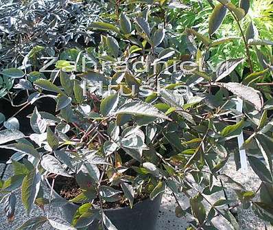 bez - Sambucus nigra 'Thundercloud'