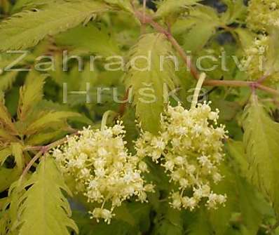 bez - Sambucus racemosa 'Plumosa Aurea'
