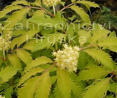 bez - Sambucus racemosa 'Plumosa Aurea'
