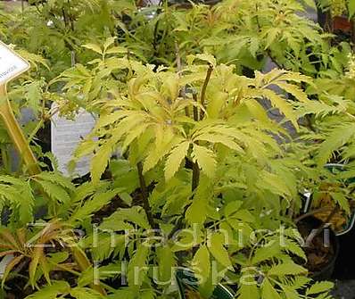 bez - Sambucus racemosa 'Plumosa Aurea'