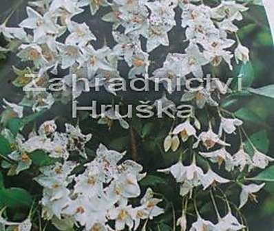 styrač - Styrax japonica