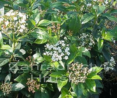 kalina - Viburnum tinus