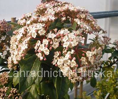 kalina - Viburnum tinus