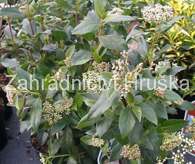 kalina - Viburnum tinus