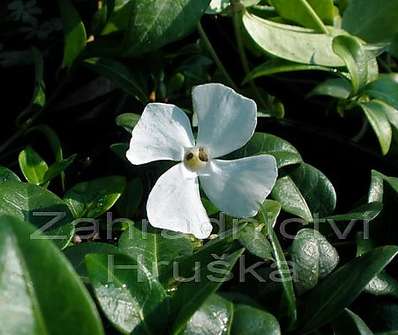 Vinca minor Colada