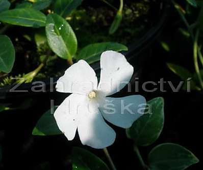 Vinca minor Colada