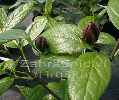 sazaník - Calycanthus fertilis