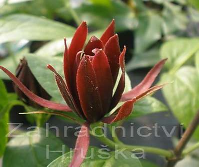 sazaník - Calycanthus fertilis