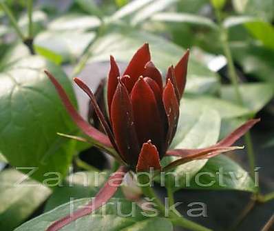 sazaník - Calycanthus fertilis