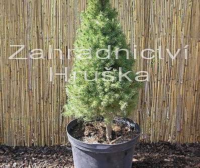 smrk - Picea glauca 'Conica'